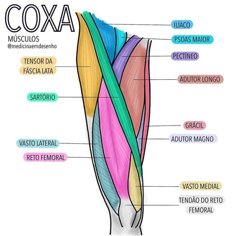 músculos da coxa-1